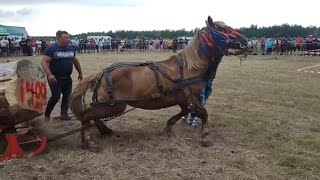 KONJ SVE OSTAVIO U ŠOKU VOZIO TERET OD 1400 KG BEZ PROBLEMA