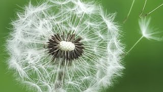 dandelion crystal ball reading . For the collective.