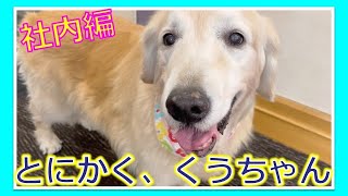 【今日のわんこ】ゴールデンレトリバーの「くうちゃん」を、とにかく見る動画です！