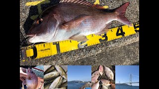 【平磯】シラサエビに好反応！fishingmax垂水店2020/11/03