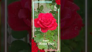 Happy Rose Day 2024 #happyrosedayspecialstatus#happyrosedaywishes