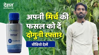 मिर्च के लिए No.1 प्रोडक्ट, CBL (क्रॉप बायोलाइफ)🤩👈|| mirch ki adhik upaj ka secret #chilli #dehaat