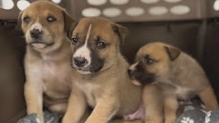 Litter of Christmas puppies looking for a forever home