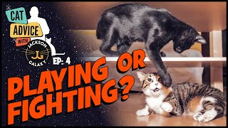 Cat Fight or Cat Play?