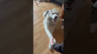 🐺Cão lobo - wolfdog shakes both hands