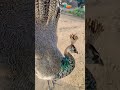 popular birds peacock mor ki video peacock 🦚🦚🦚🦚🦚🦚 facts birdslover