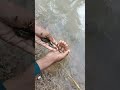 machhali jal ki Rani hai hath lagao dar jayegi Bahar nikaalo Mar#shorts #fishing