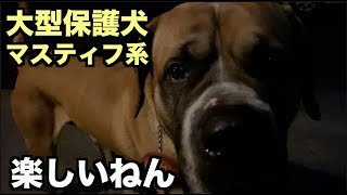 大型マスティフ系保護犬・はしゃぐようになりました【11 12日目】