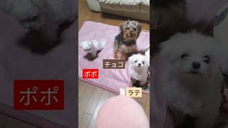 【子犬3ヶ月動画】ちょこちょこ動き回るポポ　#マルチーズ　#子犬　#こいぬ　#仔犬　#幼犬　#パピー犬　#生後3ヶ月　#maltese 　#dog 　#なかよし　#子犬の成長記録　#子犬の体重記録