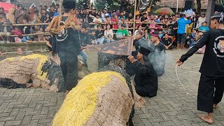 Seni Bantengan Kelabang Geni ft Eyang Enggoh Joyo. Kecubuk Pungging. Singo Kesurupan