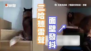 膽小哈士奇怕打雷！嚇到「面壁發抖」狂挖洞｜寵物動物｜狗狗｜二哈｜精選影片