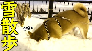 【かわいい】雪に顔を埋めながら散歩する柴犬