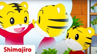 Should I Say Sorry? | 😢 Apology | Sorry | Kids videos for kids | Shimajiro