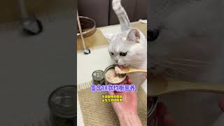 【小风车车】猫猫和耳机恐怕都不能要了