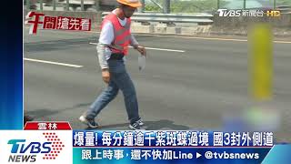 爆量！ 每分鐘逾千紫斑蝶過境　國3封外側道