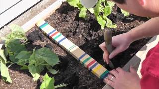 Transplanting Beans