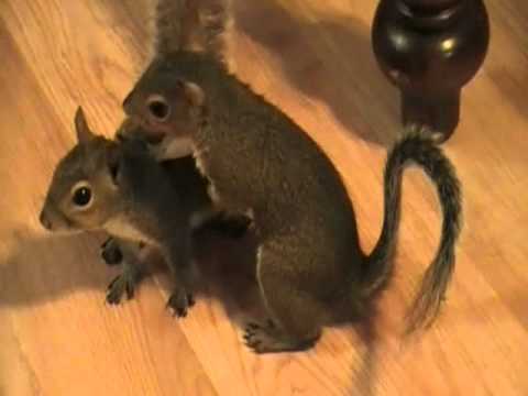 Pet Squirrels Playing - YouTube