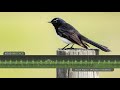 willie wagtail calls u0026 song. the sounds of a willie wagtail singing in the australian bush.