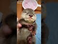 【カワウソ】赤ちゃんはビリケンさん！？baby otter is like billiken shorts