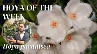 heavenly bloom of Hoya paradisea was worth the wait | Hoya of the Week