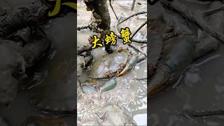 今天帶幾只迷路的螃蟹去我家Take some lost crabs to my house today. #fishing #抓海鲜 #beach #趕海 #fish #抓海鮮 #seafood#海鮮