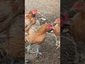 குந்தாணி 😃😃😃😃 funny_chicken husbandwifetamilcomedy chickenfun funny kozhi_koothugal comedy