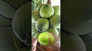 Coconut#cutebaby#like#subscribemychannel @zavi_shehz397