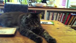 Grizzly the cat dances