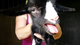 Baby Goat Crying. Just Born