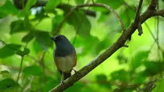 Nilgiri Blue Robin (Sholicola major) - Song