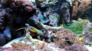 Peacock Mantis Shrimp (Odontodactylus scyllarus)