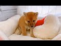 ペットショップ犬の家猫の里塩尻店【173079】柴犬くん💙