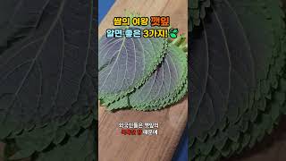 깻잎 알면 좋은 3가지!