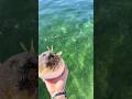 how a pufferfish barks #fishing #fish #pufferfish #saltwater