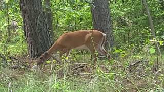 DEER. WILDLIFE OBSERVATION. STATE OF DELAWARE.