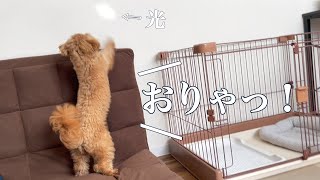 【ペキプー】思わず光を追いかけちゃう子犬が可愛かったw【ミックス犬】