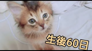 【生後60日目】ソマリの 小さな子猫