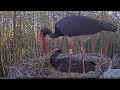 Black Stork Nest in Karula, (Karl II and Kaia) 2021