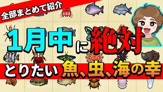 【あつ森】１月の魚、虫、海の幸をまとめて紹介！今月は南半球が熱い!!【あつまれ どうぶつの森】【ぽんすけ】