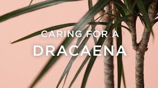 How To Care For Dracaena