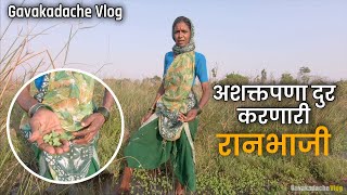 अशक्तपणा दुर करणारी रानभाजी | झारझुऱ्याची रानभाजी | Ranbhaji | Gavakadche Vlog