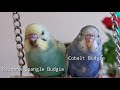 rare budgie mutations how to get rainbow spangle how to get cobalt rainbow spangle and cobalt