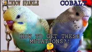 RARE BUDGIE MUTATIONS | HOW TO GET RAINBOW SPANGLE | HOW TO GET COBALT | RAINBOW SPANGLE AND COBALT