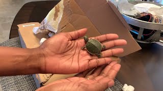 Baby Turtle Unboxing from MyTurtleStore.com