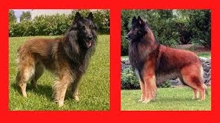 ✅+BELGIAN SHEPHERD TERVUERANSE+✅ puppy, training, black, characteristics, character, attack, fe...