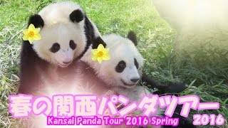 【NEW】春の関西パンダツアー 2016 ダイジェスト Kansai Panda Tour 2016 Spring Digest