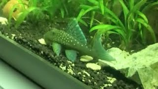 Blue phantom #pleco #L128 feeding time