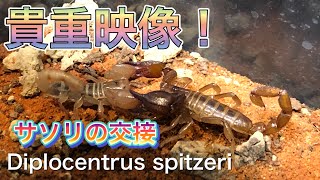 【サソリの交接】Diplocentrus spitzeri matching !!【ぴぴんap】