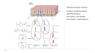 OSSM Neuro Chapter 8 - Smell