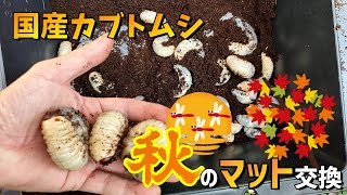 カブトムシ：秋の幼虫管理（マット交換）